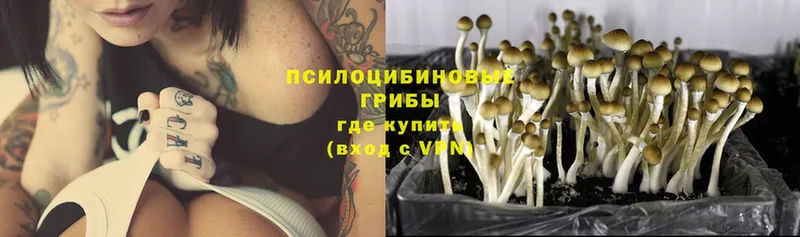 наркота  Бологое  Галлюциногенные грибы Psilocybine cubensis 